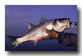 striped bass