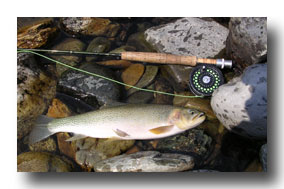 St Mary River cutthroat 2
