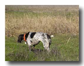 german shorthair pointer