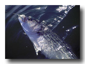 Delta striped bass